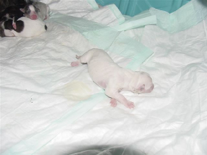 1dabisha2003chiana.jpg