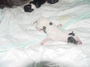 4dabisha2003arwen.jpg