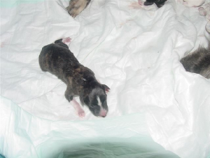 5dabisha2003zenzephyr.jpg