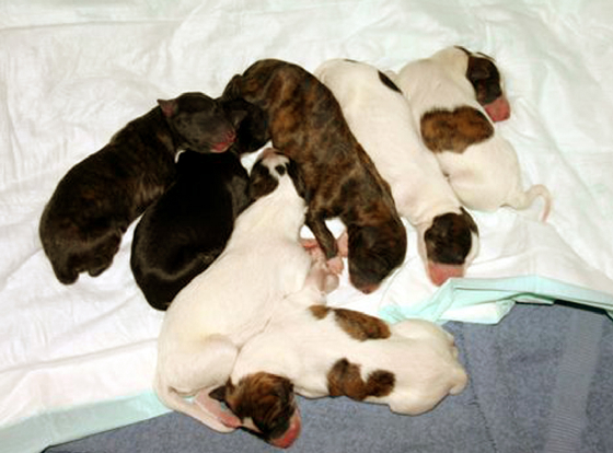 Chiana_pups_group_photo.jpg