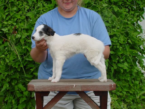 arwen7weeks.jpg