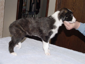 calypso2.jpg