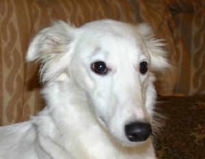 chiana2005head.jpg