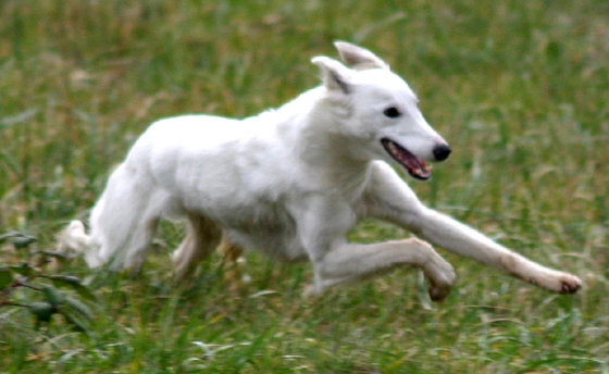 chiana2005run.jpg