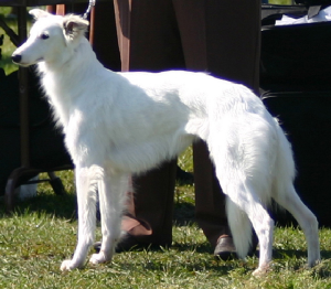 chiana2005show.jpg