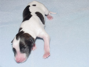dark.brindle.spotted.male.jpg