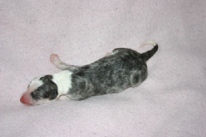 dealneys3pup.jpg