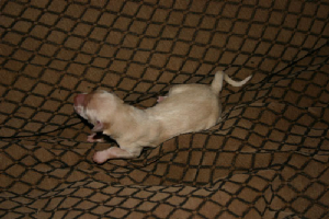delaneys1pup.jpg