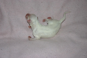 delaneys2pup.jpg