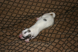 delaneys4pup.jpg