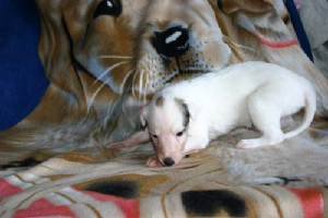 femalepuppy1.jpg