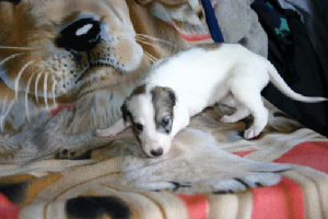 femalepuppy2.jpg