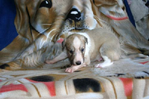 malepuppy1.jpg
