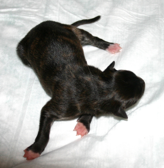 self_red_brindle_boy.jpg