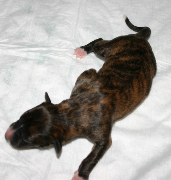 self_red_brindle_girl.jpg