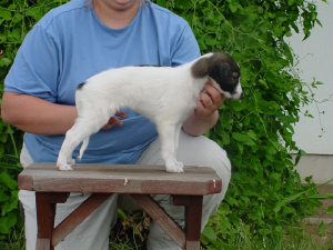 strider7weeks.jpg