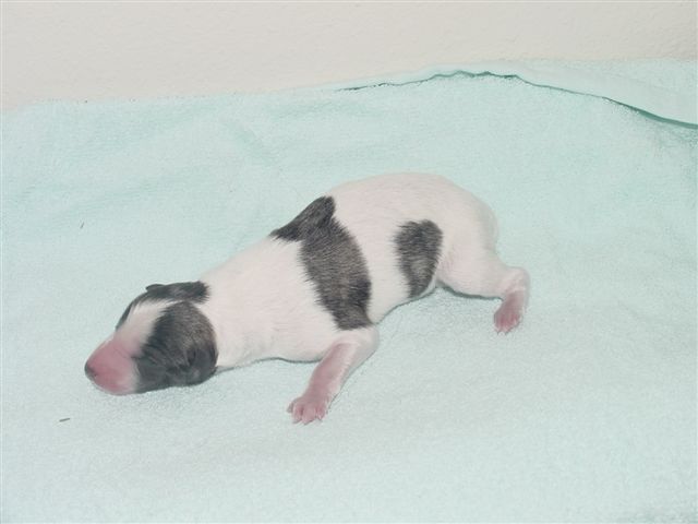 1suzie2003turbo.jpg
