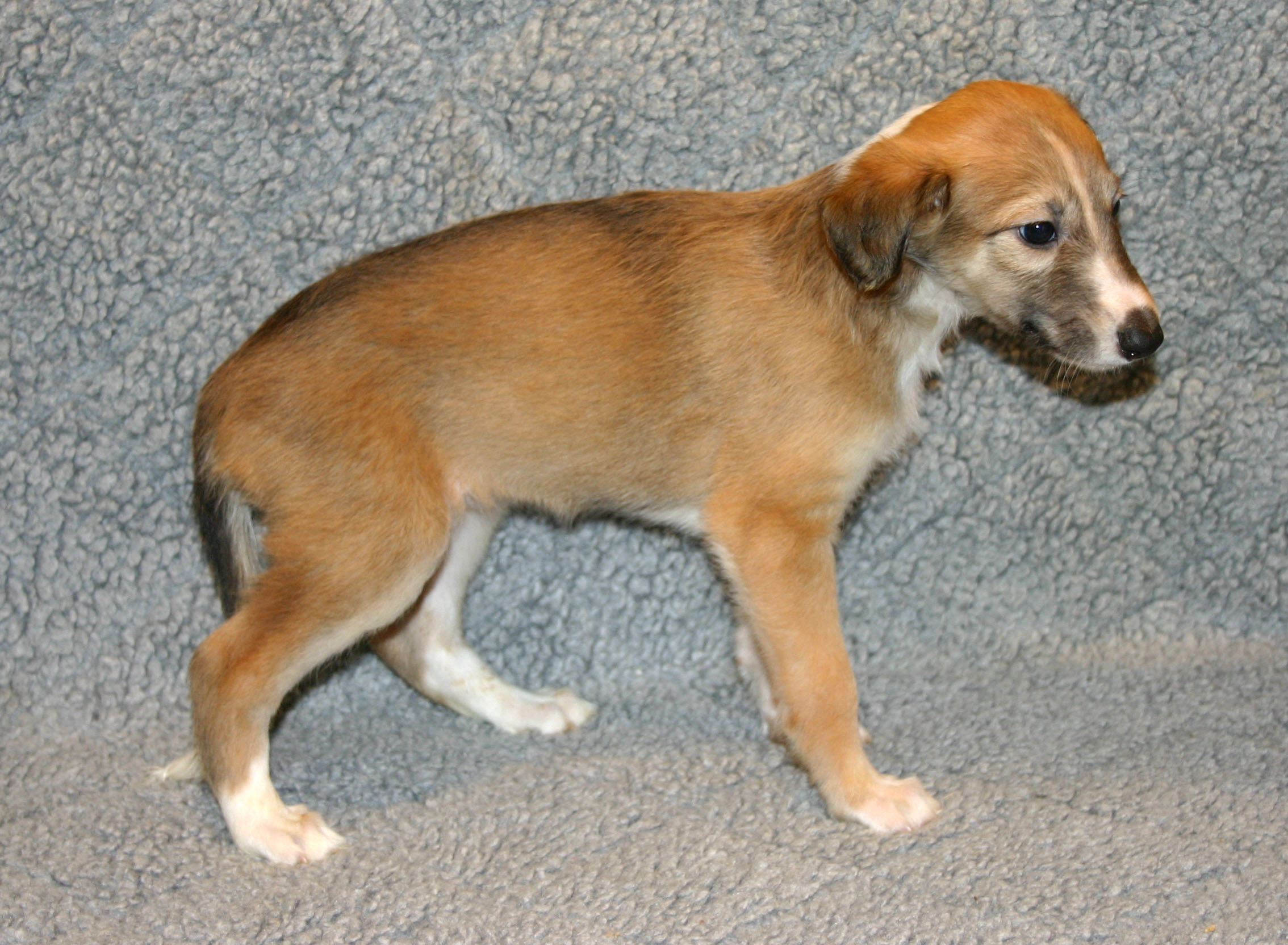 Silken deals windsprite puppies