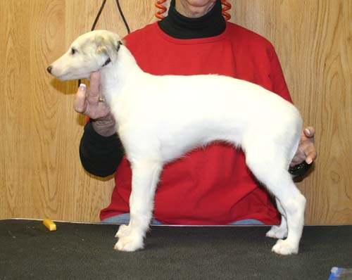 2009CleoPups/wk8Elara2.jpg