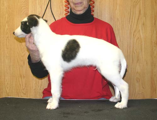 2009CleoPups/wk8sashi1.jpg