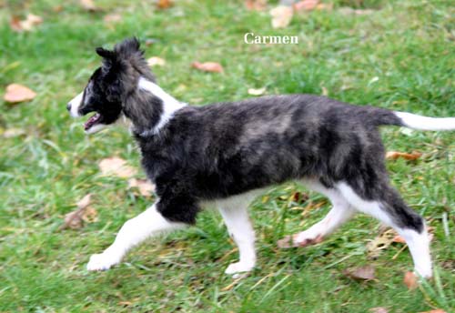 2009newPuppy/53_Carmen.jpg