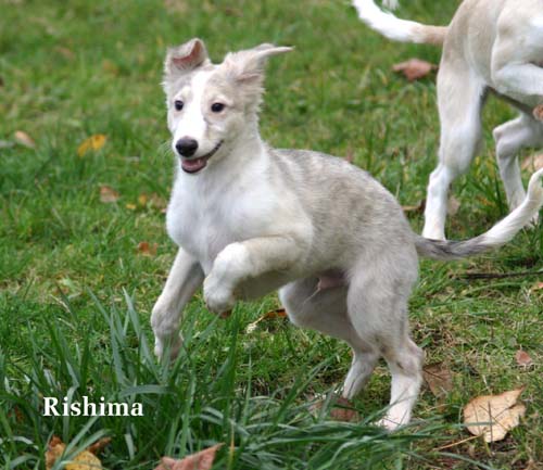 2009newPuppy/53_Carmen.jpg