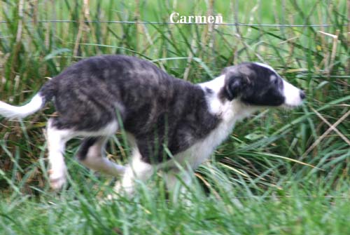 2009newPuppy/53_Carmen.jpg