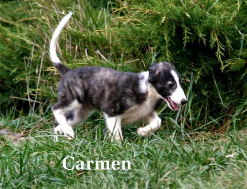 2009newPuppy/53_Carmen.jpg