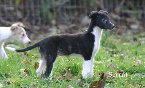 2009newPuppy/53_Carmen.jpg