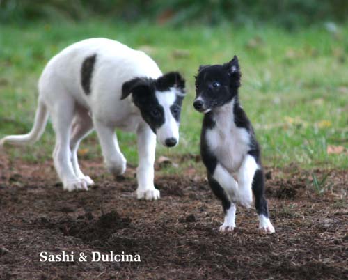 2009newPuppy/53_Carmen.jpg