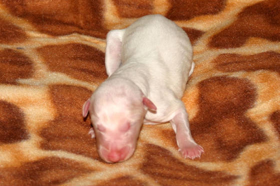 2011_pups/Chiana_boy_1white.jpg