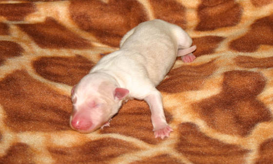 2011_pups/Chiana_boy_2cream_markings.jpg