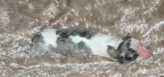 2011_pups/Chiana_girl_2side.jpg