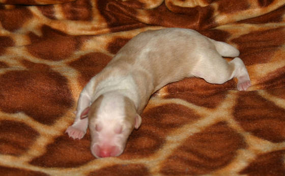2011_pups/Chiana_girl_3.jpg