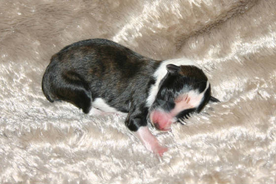 2011_pups/Elana_boy_1.jpg