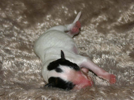 2011_pups/Elana_boy_2extreme.jpg