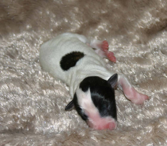 2011_pups/Elana_boy_3spotted.jpg