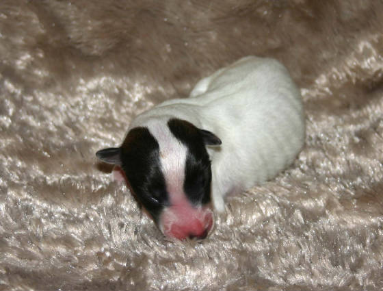2011_pups/Elana_boy_4extreme.jpg