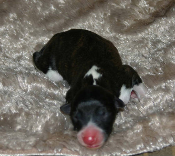 2011_pups/Elana_girl_1.jpg