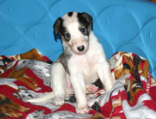 2011_pups/4week_Cloud.jpg