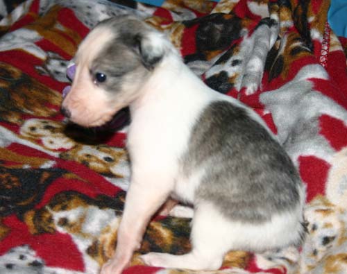 2011_pups/4week_Deuce.jpg
