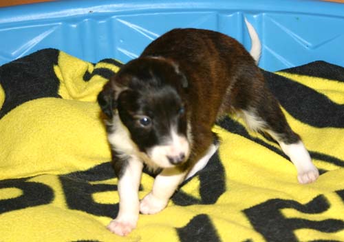 2011_pups/4week_Jazzy.jpg