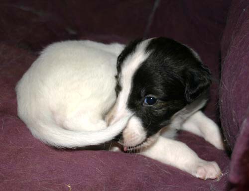 2011_pups/group4.jpg