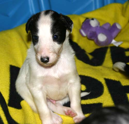 2011_pups/group4.jpg