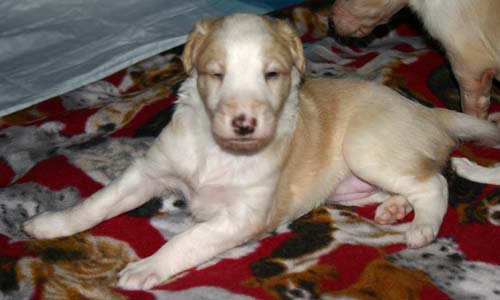 2011_pups/4week_Sky.jpg