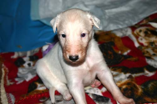 2011_pups/4week_Zeus.jpg