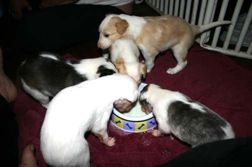 2011_pups/Zeus_Deuce.jpg