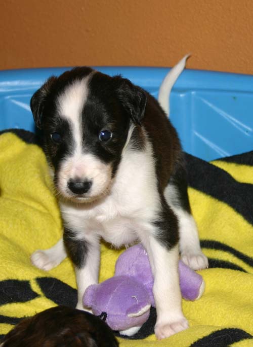 2011_pups/4weeks_Boots.jpg