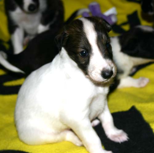2011_pups/4weeks_Duke.jpg