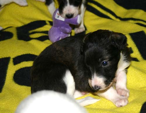 2011_pups/group4.jpg